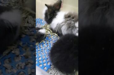 Ths cutest rabbit babies