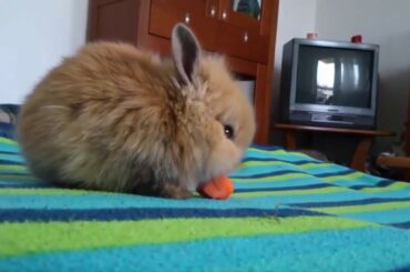 Funny Baby Bunny Rabbit Videos   Cute Rabbits Compilation 2020
