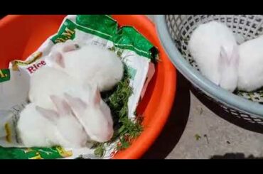Cute baby rabbits eating grass