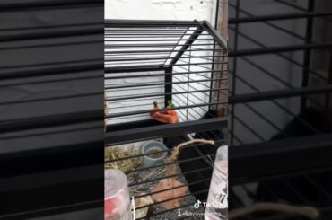 My rabbits are so cute