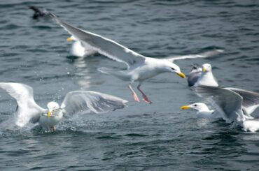 Seagull attacking seal in the sea