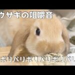 子うさぎの咀嚼音を楽しむ動画【ASMR】Baby rabbit eating his favorite toy