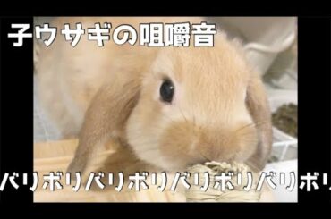 子うさぎの咀嚼音を楽しむ動画【ASMR】Baby rabbit eating his favorite toy