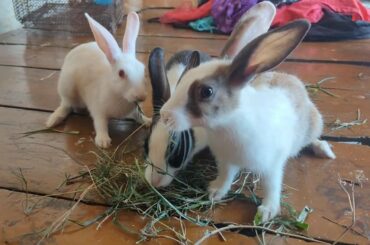 Rabbit eating grass, cute rabbit,ऐसा खरगोश नहीं देखा होगा