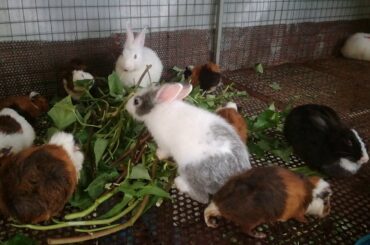 Rabbits Eating Vegetables / Funny Baby Rabbit Videos / Cute Baby Rabbits / Funny Bunny Baby Videos