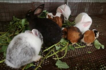Cute Baby Rabbits Eating Vegetables / Funny and Cute Baby Bunny Rabbit Videos / Baby Animal Videos