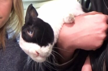 How to Hold a Rabbit