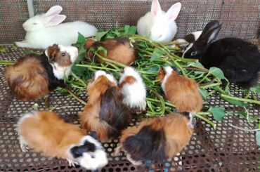 Baby Rabbits Eating / Funny and Cute Baby Bunny Rabbit Videos / Baby Animal Video Compilation 2020