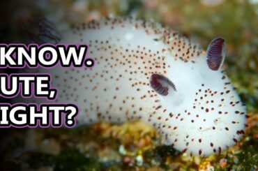 Sea Bunny facts: the cutest creatures under the sea | Animal Fact Files
