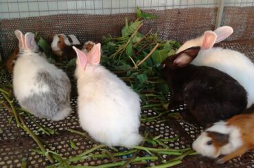 Baby Rabbits Eating Vegetables / Cute Baby Rabbits / Funny Bunny Baby Videos / Cute Bunnies Video