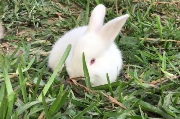 CUTE BUNNY! (I’m getting a pet rabbit)