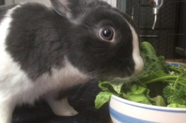 Cute Bunny Waiting for Her Food After a Long Monday