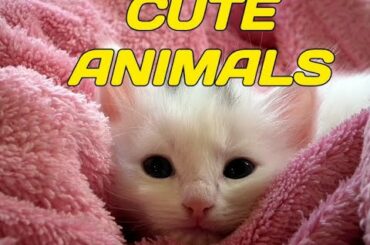 Cute baby animals Videos Compilation cute moment of the animals - Cutest Animals