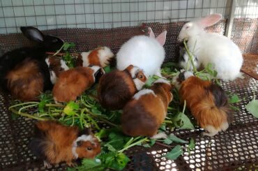 Funny and Cute Baby Rabbits Eating / Funny Baby Bunny Rabbit Videos / Cute Rabbit Compilation 2020