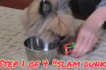 Rabbit Tricks Gizmo The Baby Lionhead Rabbit  SUB request step 1 of 4 new trick training video