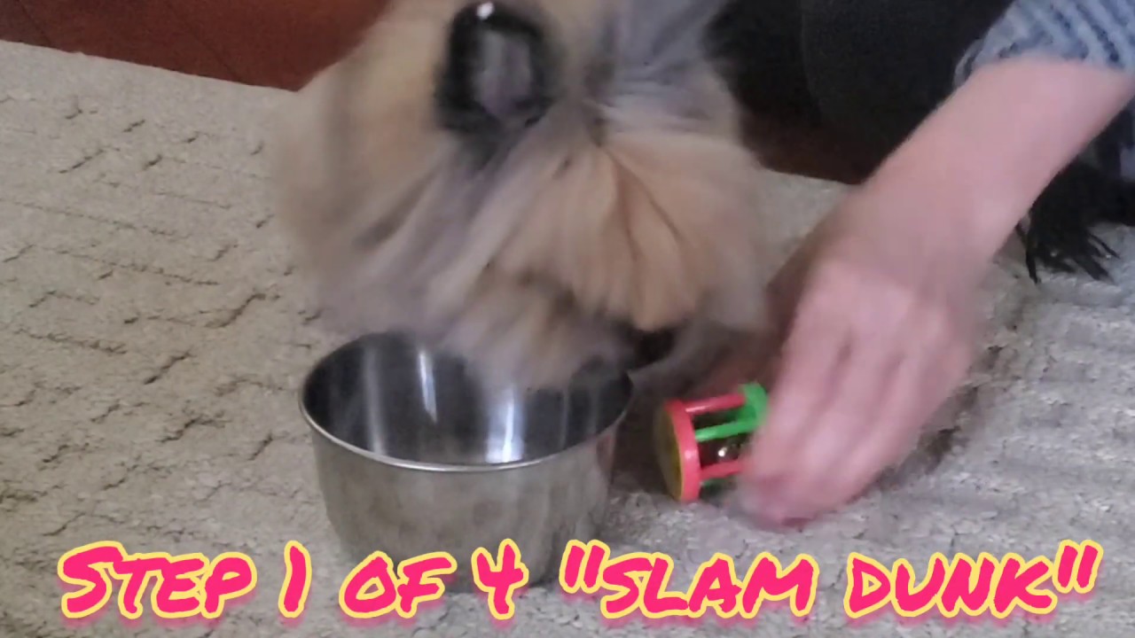 Rabbit Tricks Gizmo The Baby Lionhead Rabbit SUB request step 1 of 4 new trick training video Rabbit Tricks Gizmo The Baby Lionhead Rabbit SUB request step 1 of 4 new trick training video