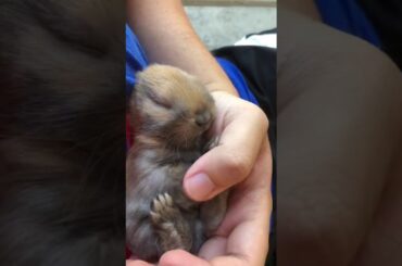 Super cute newborn baby bunny