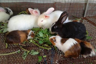 Cute Baby Rabbit Eating / Cute Rabbits / Baby and Bunny Rabbit playing together Compilation / Rabbit