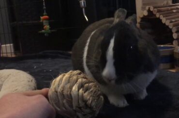 Cute Bunny Playing With a Ball