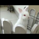 Baby bunny binky and play / cute rabbit video / grey rabbit and white rabbit (kelinci lucu)
