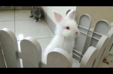 Baby bunny binky and play / cute rabbit video / grey rabbit and white rabbit (kelinci lucu)