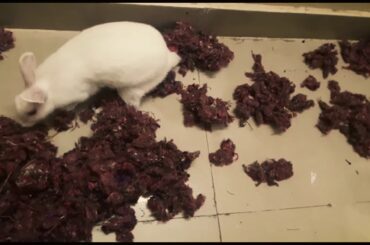 Funny Baby Bunny Rabbit Videos | Cutie Paws