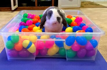 Surprise Eggs Filled With Treats for a Bunny