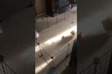 Cutest Lop Ear baby bunnies