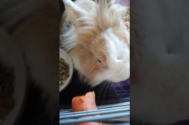 Bunny eating carrot