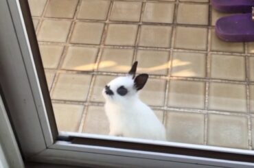 Baby rabbit is adorable!🥕