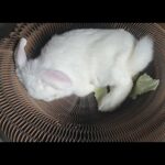 If you buy a cat bed for a rabbit?! (토끼에게 고양이 침대를 사주면?!)