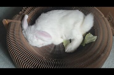 If you buy a cat bed for a rabbit?! (토끼에게 고양이 침대를 사주면?!)