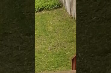 Eventually cute baby rabbit showed up