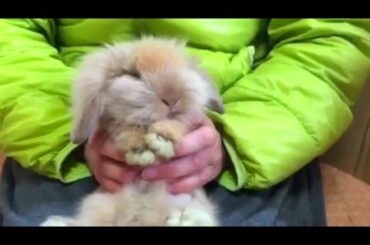 #うさぎの爪切り #babyrabbit #cutebaby  🐰 生後2か月の赤ちゃんウサギの爪切りは難しい～！🥕🐰