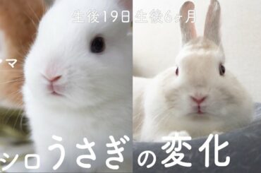 白ウサギの色が変化！？赤ちゃんの時と生後6ヶ月の比較！グルーミングしました#115