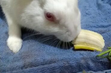 Rabbit eats banana, Rabbit food in summer, khargosh kya khata hai, garmi me khargosh ka khana,