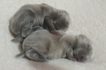 Cute baby bunnies cuddling and yawning