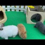 Funny Baby Bunny Rabbits