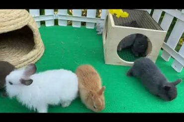 Funny Baby Bunny Rabbits