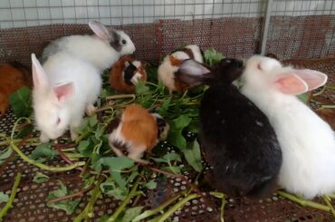 Baby Rabbits Eating Vegetable / Funny Baby Bunny Rabbit Videos / Baby Animal Videos Compilation 2020