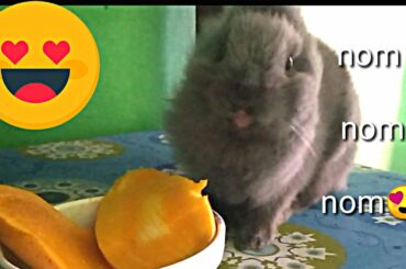 Cute Rabbit Eating delicious ripe mango🍩🎂🐇🐰💞