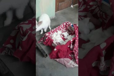 New born babies of rabbit