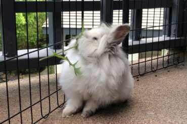Baby lionhead bunny eating