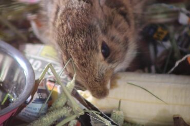 Baby Bunny Eating Banana