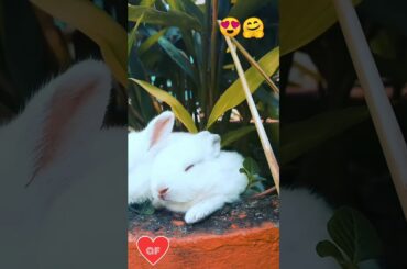 These bunny will melt your heart with cuteness, viral bunny, cute animals