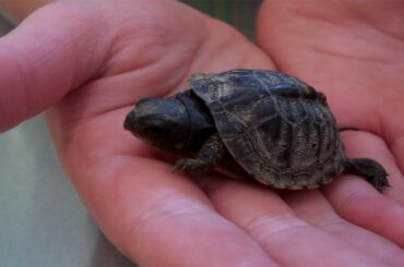 NEW! Cute Rare Baby Turtles!