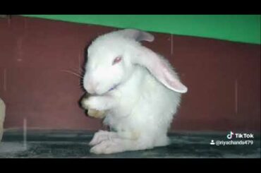 My cute little rabbit