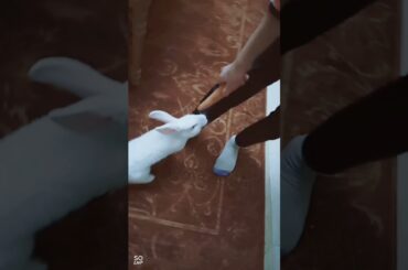 A very cute rabbit eating a carrot ارنب لطيف ياكل الجزر