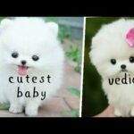 Part-1 New cutest baby pet animal vediofunny cute pet animal vedionew cute pet animal 2020 vedios