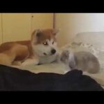 Cutest Bunny and Dog